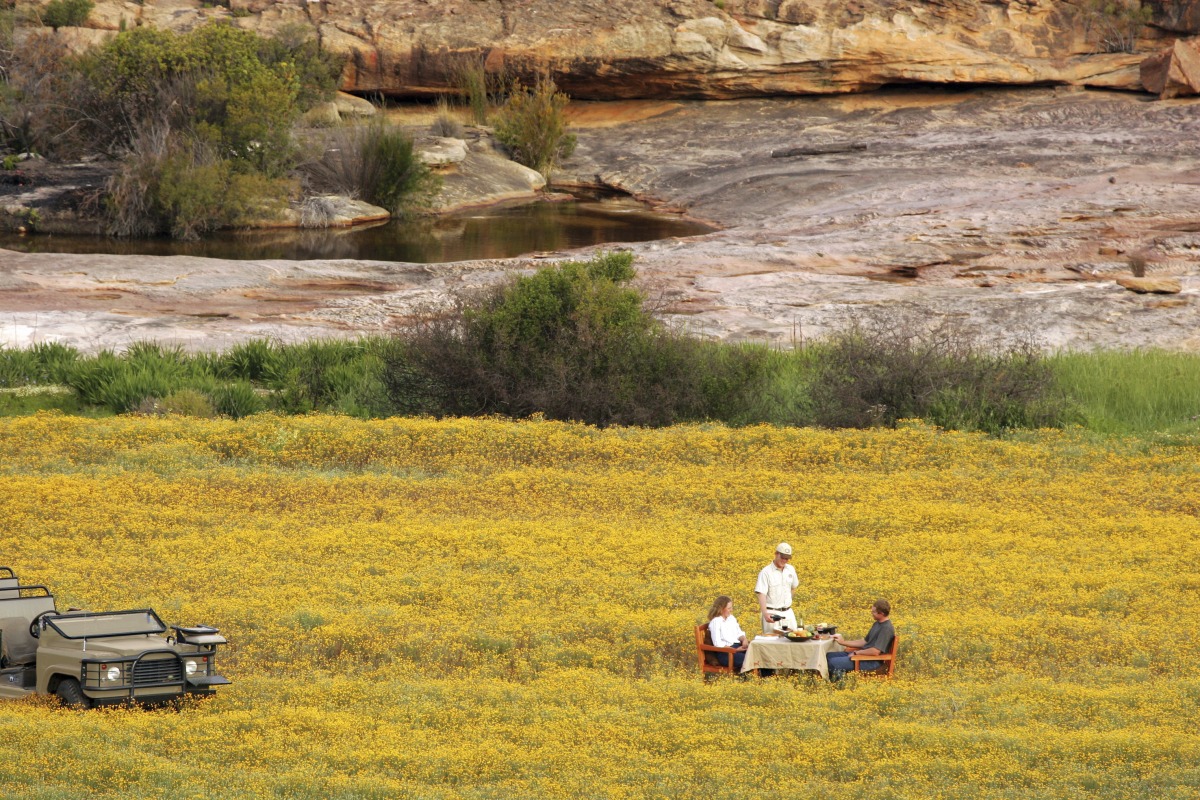 Enjoy a Picnic in the South Africa Savanna